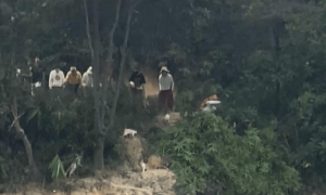 马上评｜水库放生猫，这哪里是“善”